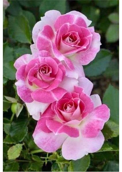 5 Adet Pembe Beyaz Gül Tohumu