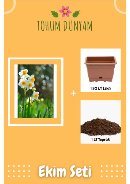 Nergiz Tohumu Nergis Çiçeği Tohumu Ekim Seti
