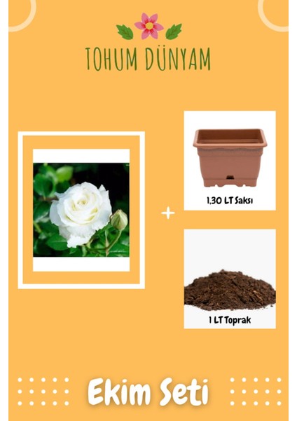 Beyaz Gül Tohumu Ekim Seti