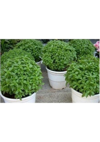 Mini Top Fesleğen 25+ Tohum+Toprak+Saksı