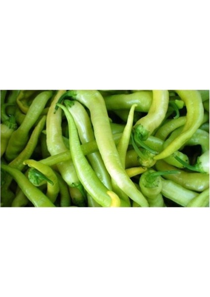 Agrobazaar Çarliston(Tatlı) Biber Tohumu 30+ Tohum