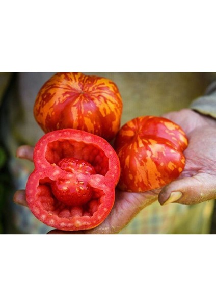 10 Adet Tiger Dolmalık Domates Tohumu