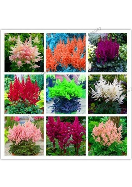 9 Adet 9 Çeşit Astilpe Çiçeği Tohumu