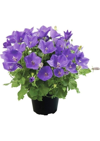 Çan Çiçeği Tohumu 5 Adet Tohum Kadeh Çiçeği