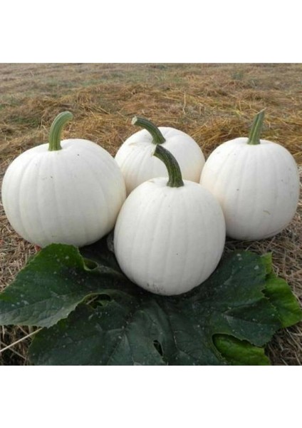 5 Adet Beyaz Amerikan Bal Kabağı Tohumu