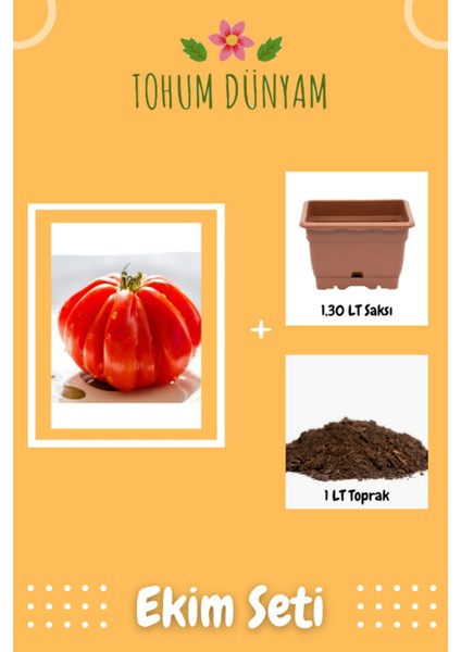 Italyan Ceneviz Domates Tohumu Ekim Seti