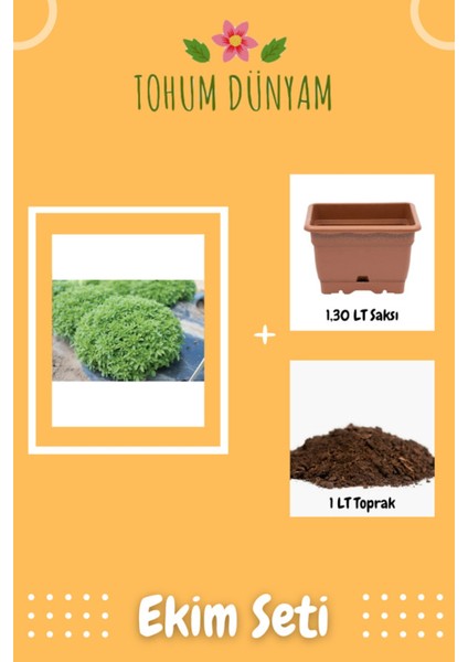 Dev Top Reyhan (Fesleğen) Tohumu Ekim Seti