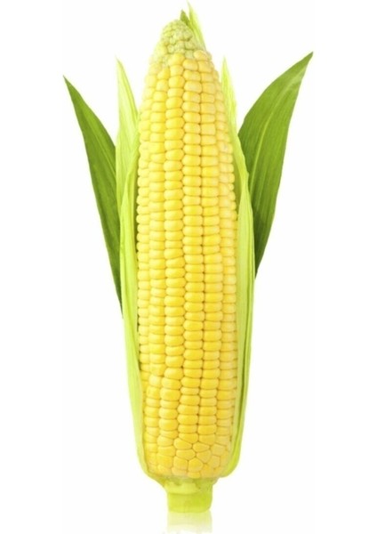 Haşlamalık Süt Mısır Tohumu 30 Adet Tohum