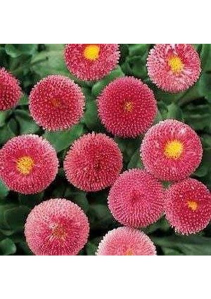 10 Adet Pembe Renkli Ingiliz Papatyası Tohumu