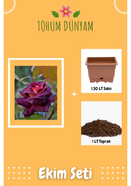 Bordo Renkli Gül Tohumu Ekim Seti