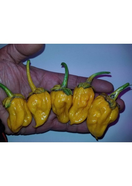 20 Adet Lucifer's Lemons Biber Tohumu