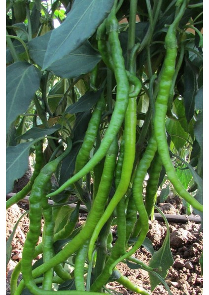 Sivri Tatlı Kıl Biber Tohumu 100 Adet