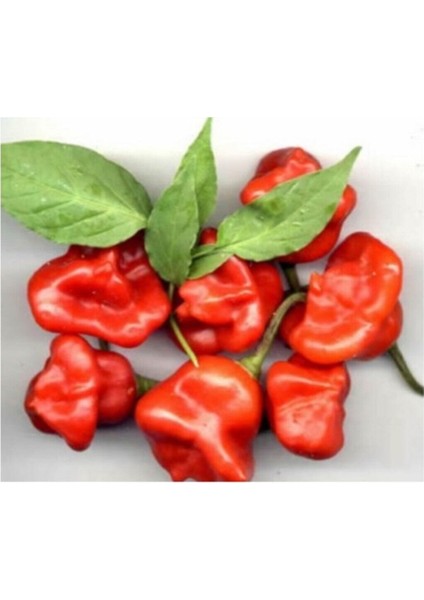 Süper Paket 125 Adet Tohum Ithal Nadir Gül Biberi Tohumu Bishops Tacı