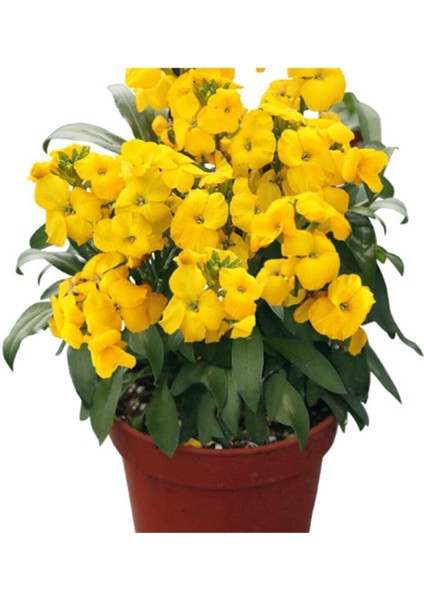 Sarı Şebboy Çiçeği Tohumu 5 Adet Tohum Çiçek Tohumu