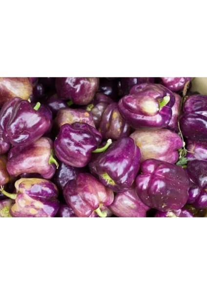 Mor Dolmalık Biber Tohumu