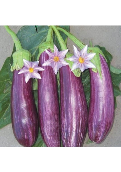 20 Adet Alacalı Çizgili Patlıcan Tohumu