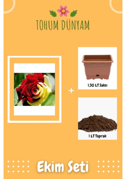 Sarı Kırmızı Gül Tohumu Ekim Seti
