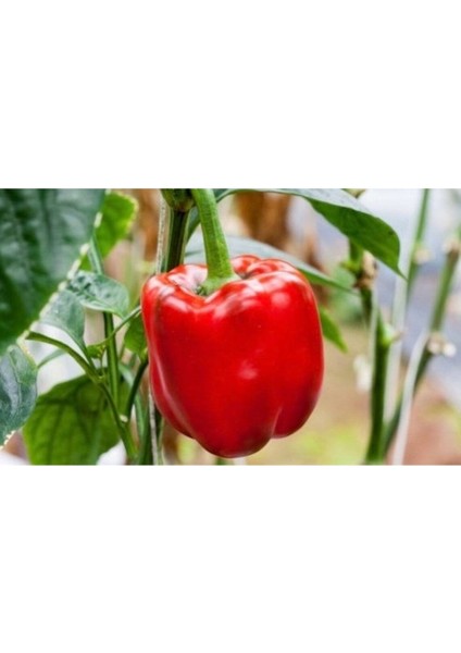 20 Adet California Wonder Dolmalık Biber Tohumu