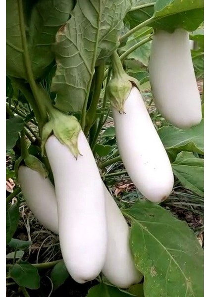 Organik Beyaz Patlıcan Tohumu / 5+ Adet Tohum