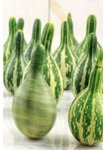 Topaç Süs Kabağı ( Tennessee Dancing ) Tohumu / 5 Adet Tohum