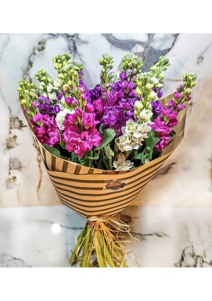 Şebboy Çiçeği Tohumu 10 15 Adet