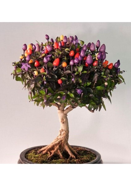 Şili Bonsai Ağacı Tohumu-10 Adet