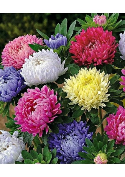 Karışık Pompon Aster Papatya Çiçeği