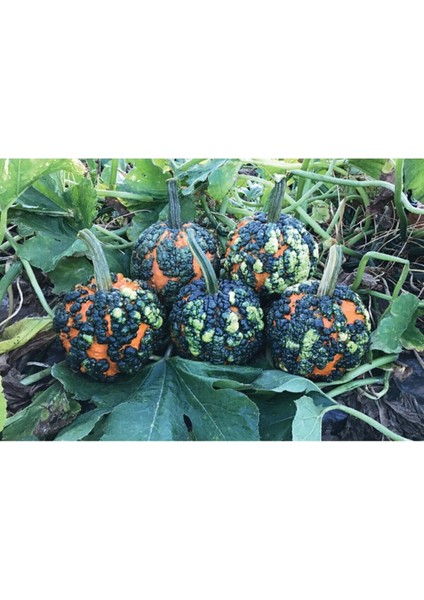 5 Adet Miniwarts Bal Kabağı Tohumu