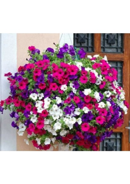 25 Adet Petunya Balkon Çiçeği Tohumu