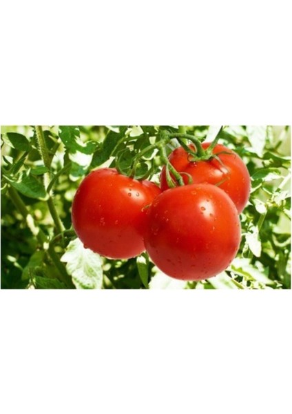 Bahçe Domatesi Tohumu 25+ Adet Tohum