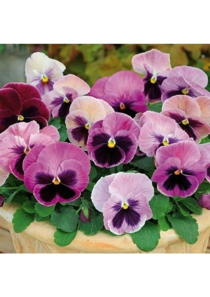 Lila Renkli Menekşe Çiçeği Tohumu 10 15 Adet