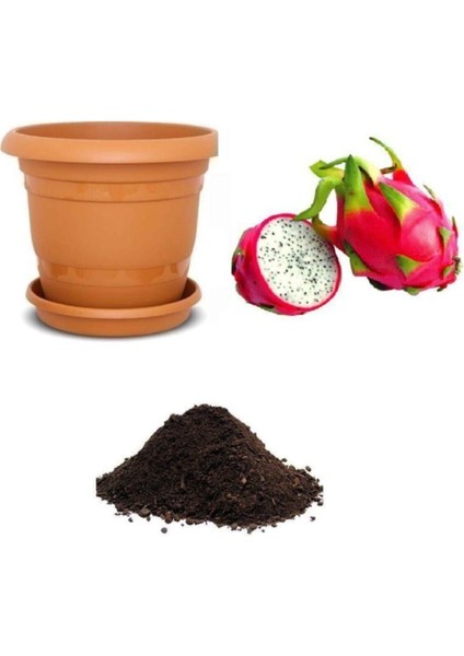 Tropikal Ejder Meyvesi Tohumu Ekim Seti