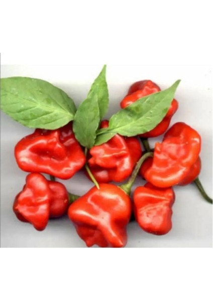 Eko Paket 50 Adet Tohum Nadir Ithal Acı Gül Biberi Tohumu Bishops Tacı