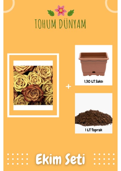 Gold Rose Gül Tohumu Ekim Seti