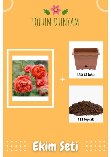 Kokulu Neon Turuncu Hollanda Gül Tohumu Ekim Seti