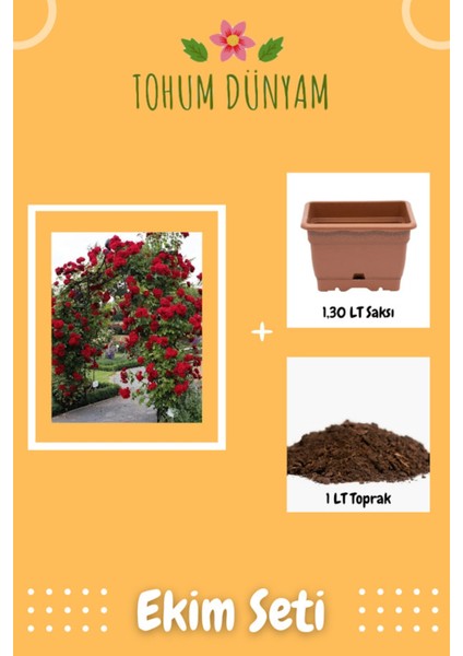 Kırmızı Renkli Sarmaşık Gül Tohumu Ekim Seti