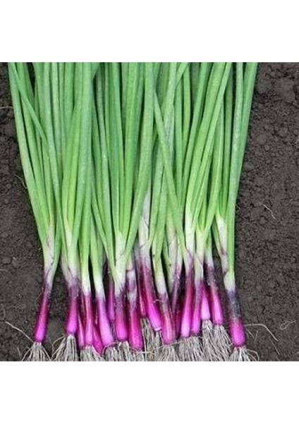 20 Adet Apache Yeşil Soğan Tohumu