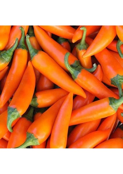 Bulgaristan Havuç Acı Biber Tohumu