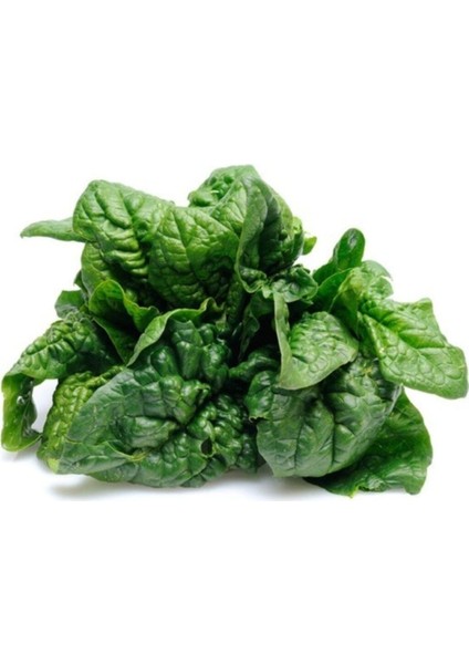 Agrobazaar Çalı Ispanak 150+ Adet Tohum