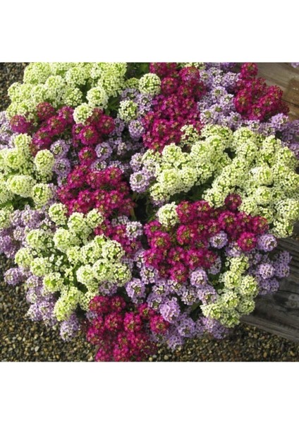 10 Adet Karışık Renkli Alisyum Çiçeği Tohumu