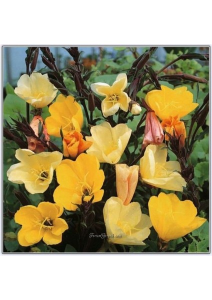 20 Adet Ezan Çiçeği Tohumu