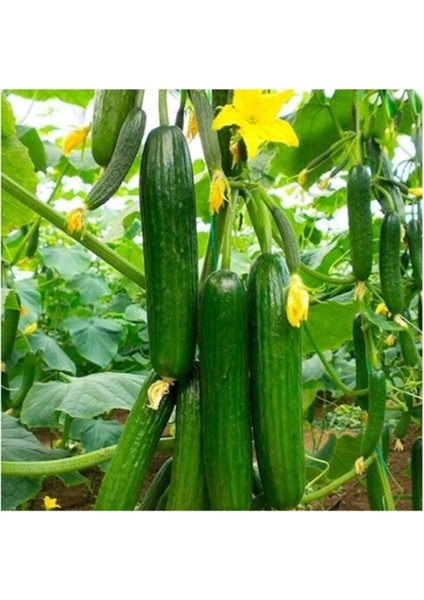 Ithal Erkenci Bol Verim Sırık Salatalık Tohumu 5 Adet Tohum