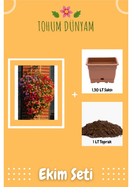 Rengarenk Sarkan Calibrachoa Çiçeği Tohumu Ekim Seti