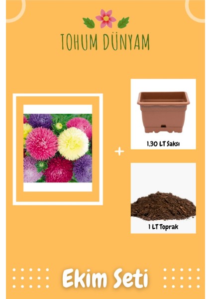 Karışık Pompon Aster Papatya (Saray Patı) Çiçeği Tohumu Ekim Seti