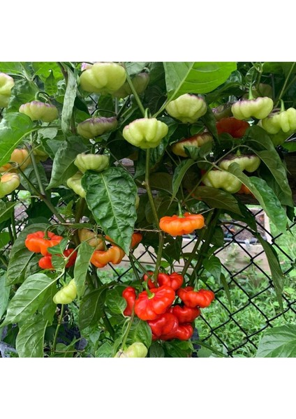 20 Adet Aji Cachucha Biber Tohumu