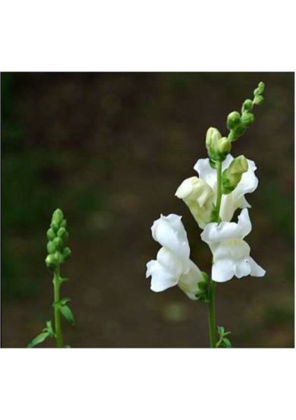 10 Adet Beyaz Renkli Aslanağzı Çiçek Tohumu