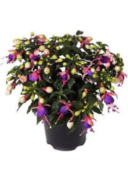 Mor Küpeli Çiçeği Tohumu 5 Adet Tohum Çiçek Tohumu