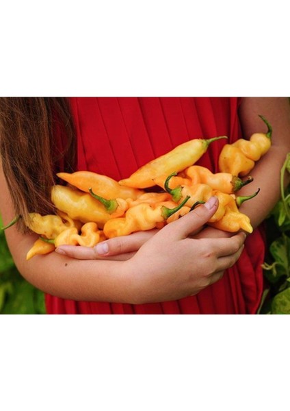 Rush Peach Acı Biber Tohumu