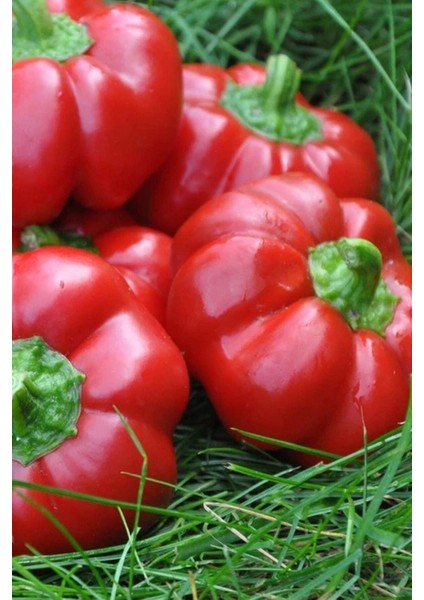 Kamber Domates Biberi Tohumu / 20+ Adet Tohum