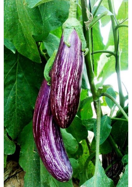 Çizgili Kırçıllı Patlıcan Tohumu / 5+ Adet Tohum